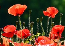 Foto 6x4 Mohn und