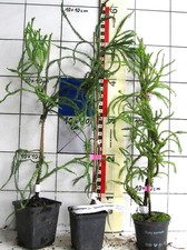 Cryptomeria japonica "Spiraliter Falcata"  - seltene Sorte der jap. Sicheltanne