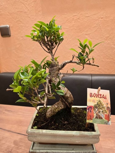 Bonsai ficus feigenbaum 6 - -ficus,