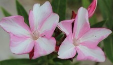 3 Oleander Stecklinge bzw. Steckhölzer SIMIE