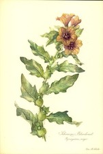 Schwarzes Bilsenkraut