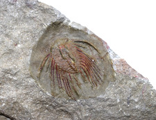 Trilobit Fossil Selenopeltis