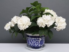 China Porzellan Blumentopf