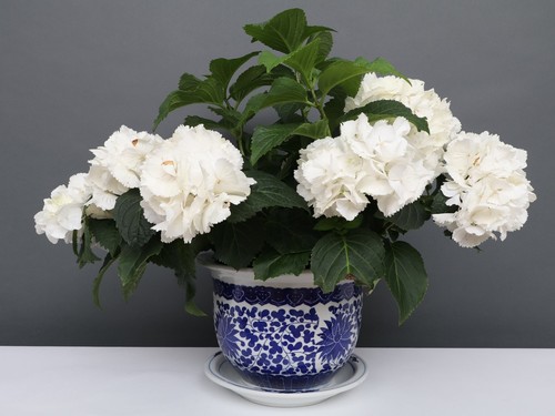 China porzellan blumentopf - china,