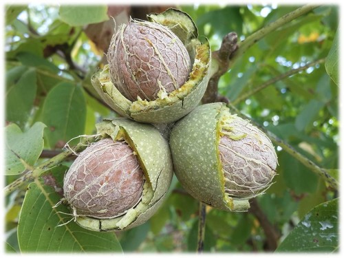Walnussbaum fernor juglans - walnussbaum,