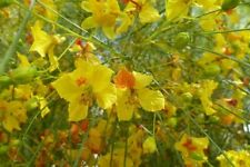 Jerusalem dorn - Parkinsonia aculeata - Jelly bean tree  5+ Samen - Seeds Gx 060