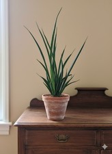 Sansevieria