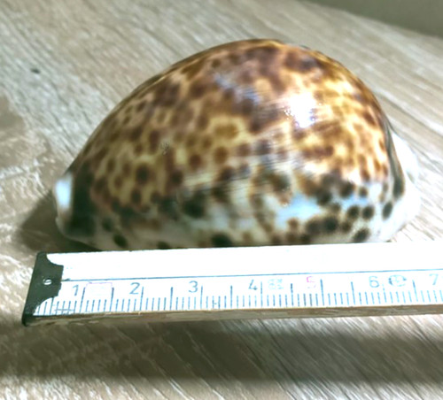 Kauri schnecke tigerschnecke - kauri,