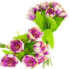 Tulpenzwiebel mit