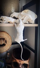 Taxidermie hängend über Maus