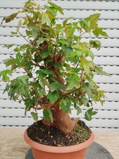 pre Bonsai Acer Buergerianum