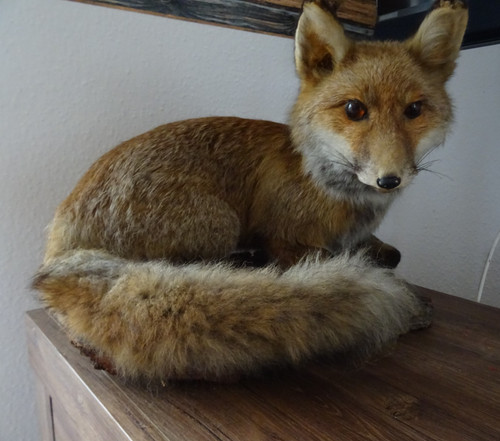 Schöner fuchs rotfuchs - fuchs,