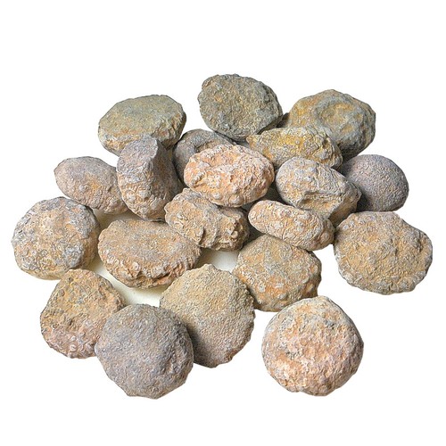Fossile seeigel stark - 20,