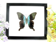 Peranthus Green - echter