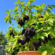 Winterharte schwarze - 2x,