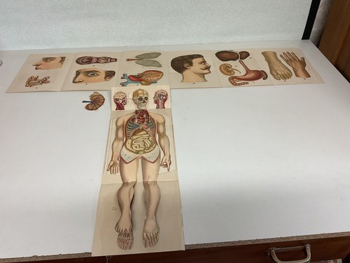 Alte lernkarten anatomie - alte,