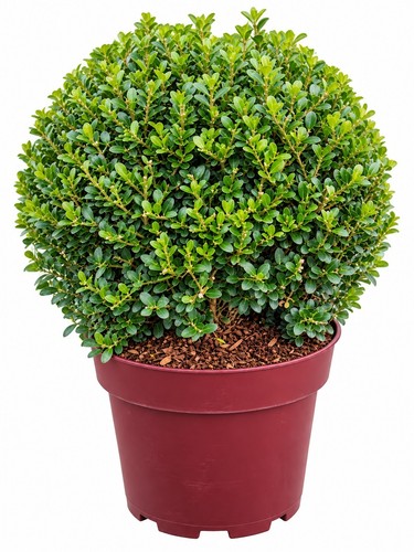 Ilex crenata glorie gem - glorie,