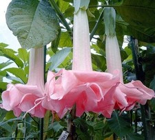 8000183 Brugmansia