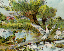 905 sammelbild alt kasseler - 52/905,