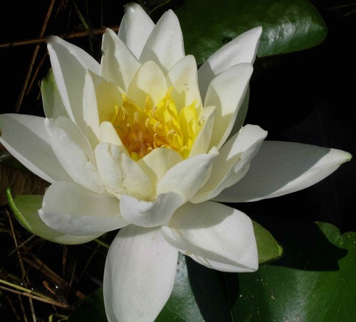 Winterharte seerose nymphaea - winterharte,
