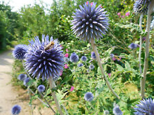 Pflanze/Staude Sämereien Kugeldistel blau.