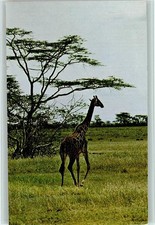 40151405 - Giraffe Exotisches
