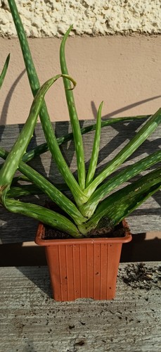Aloe vera pflanzen 20cm - vera,