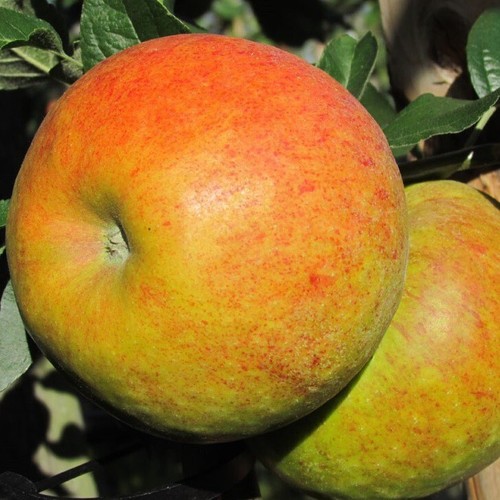 Apfelbaum pinova winterapfel - apfelbaum,