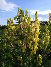 Gelber Eisenhut (Aconitum lycoctonum) ca. 50 Samen Wolfs-Eisenhut Blütenstaude