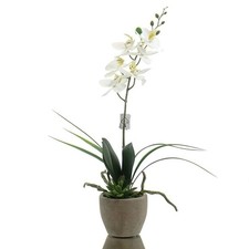 GASPER Orchideenarrangement