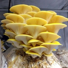 Limonenseitling  Flüssigmycel
