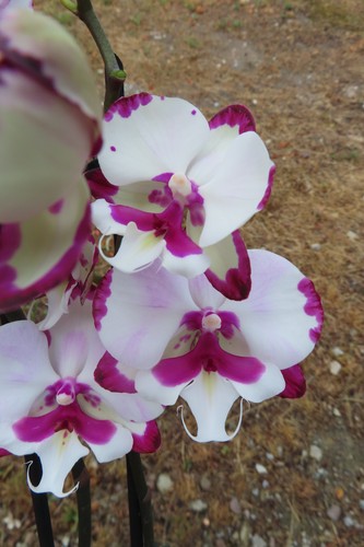 Orchidee phalaenopsis rosa - phalaenopsis,