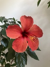 Hibiskus Camdenii Pflanze Baum