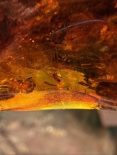 Große Baltische Bernstein Mit