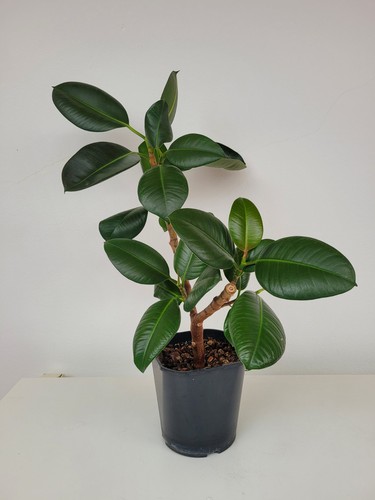 Gummibaum ficus elastica - gummibaum,