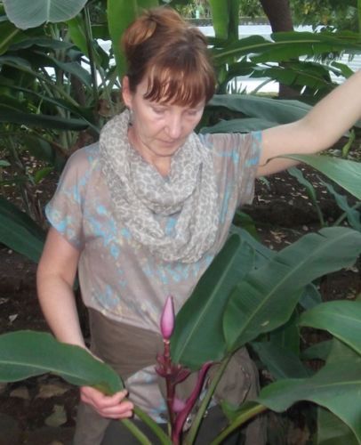 Essbare bananen gartenbananen - essbare,