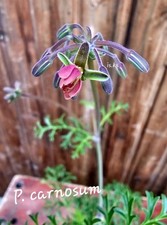 Pelargonium carnosum
