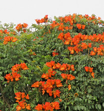 Samen afrikanischer tulpenbaum - samen,