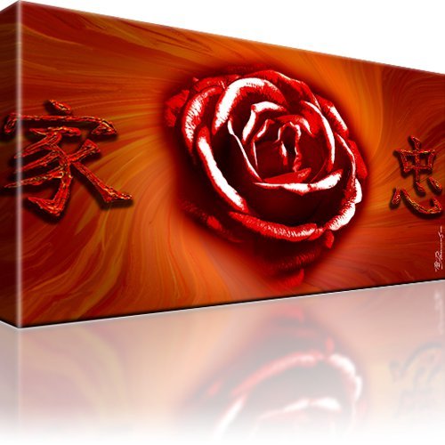 Rose blume bild bilder - rose,