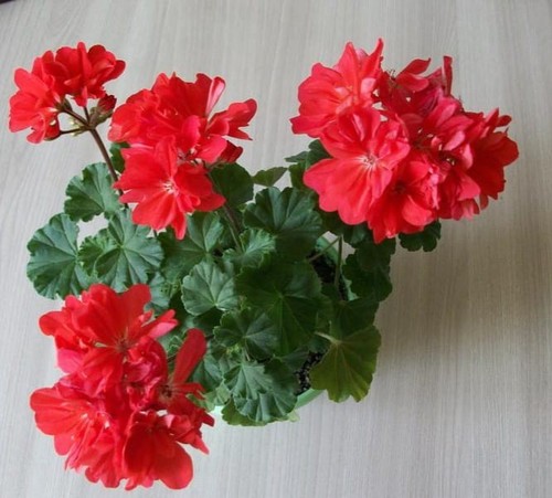 Pelargonie geranie mini - pelargonie,