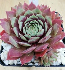 Sempervivum "Yolanda" - 2x