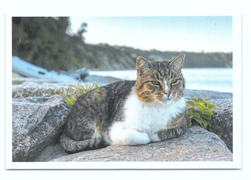Postkarte katze neu - 1, 1°