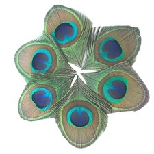 Peafowl Eye Peafowl Feather