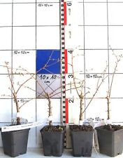 Metasequoia gl. "Matthei"  -