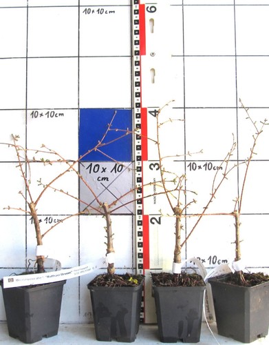 Metasequoia matthei - "matthei",