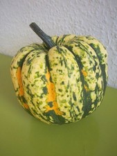 KS 2833 Kürbis Gorgonzola Süßkartoffelkürbis Samen Stück 3