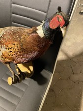 Fasan Präparat Tier Vogel Ausgestopft Deko