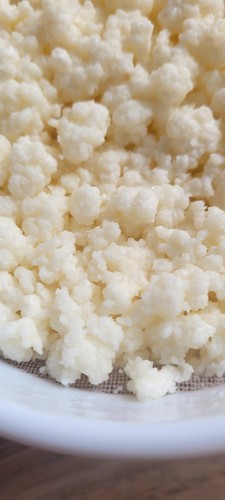 10g tibetanischer milchkefir - tibetanischer,