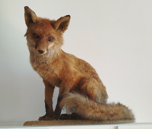 Fuchs ausgestopfter - fuchs,