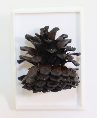 Zapfen pinus tertiär - pinus,